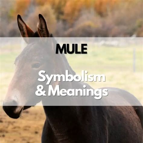 gold mule meaning in tagalog|mule in Tagalog .